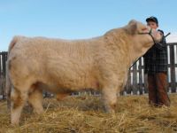 Livestock & Accessories Char and Simm Bull Sale