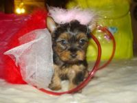 Livestock & Accessories T-cup yorkie pupy for sell