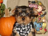 Pets / Pet Accessories cute  Yorkie  Puppies for rehoming