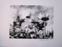 Art & Photography Prints - Set (2) - Flowers - Vacheresse