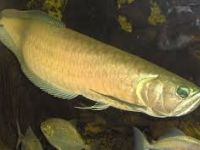 Livestock & Accessories Quality Super Red Arowana Fish and Many Others Available