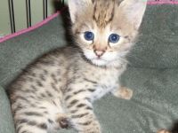 Pets / Pet Accessories exotic serval, caracal, bengals and savannah (F1, F2 and F5)