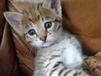 Pets / Pet Accessories Savannah kittens available