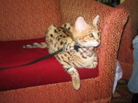 Pets / Pet Accessories f3 Savannah kittens for adoption