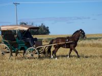 Livestock & Accessories Buggy Horse Wanted
