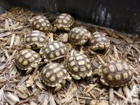 Pets / Pet Accessories CB Tortoises and Turtles
