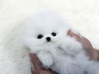 Pets / Pet Accessories Beautiful  pomeranian Puppies 9