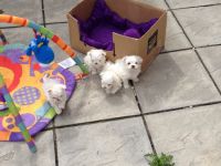 Pets / Pet Accessories Healthy Male and Female Maltese puppies