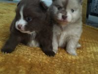 Other Stunning Looking Pomeranian puppies available